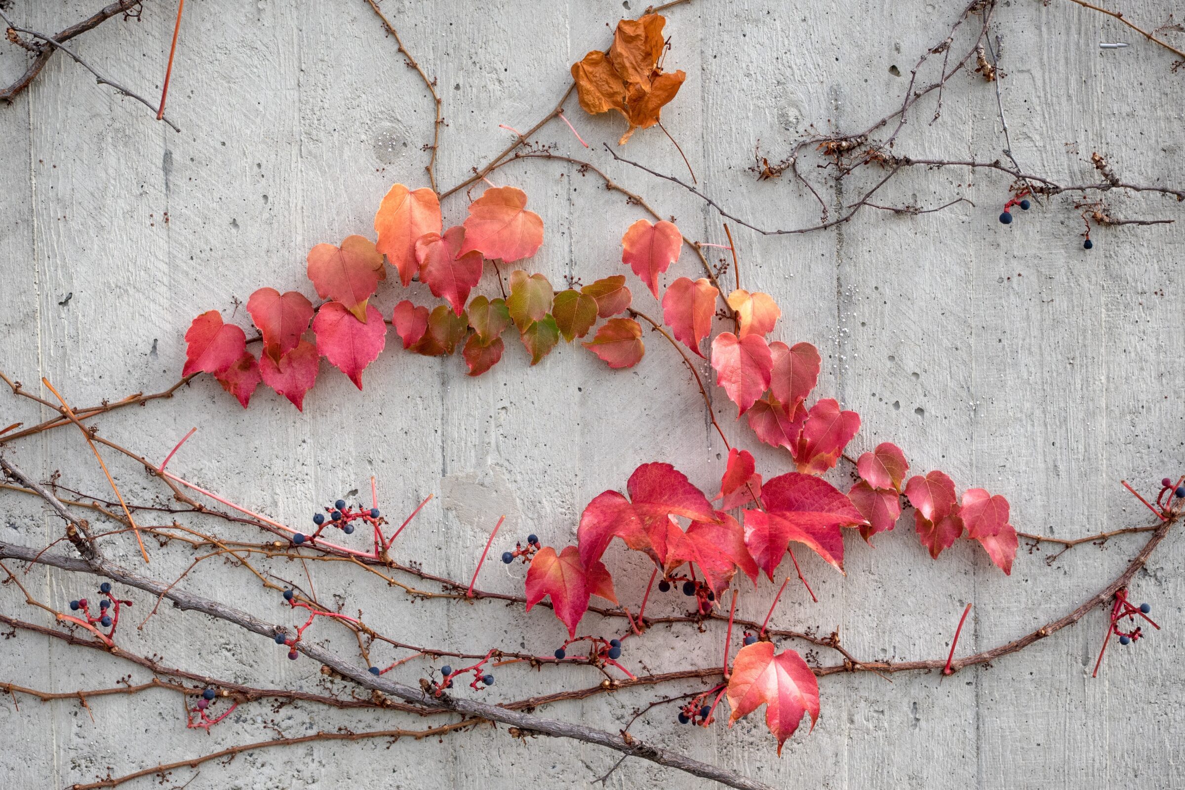 fall leaves on concrete
